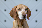 Magyar Vizsla Portrait