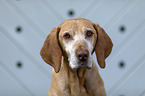 Magyar Vizsla Portrait