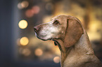 Magyar Vizsla Portrait