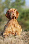 lying Magyar Vizsla
