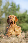 lying Magyar Vizsla