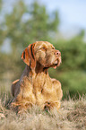 lying Magyar Vizsla