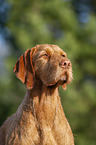 Magyar Vizsla Portrait