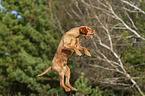 jumping Magyar Vizsla