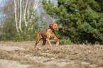 running Magyar Vizsla