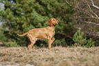standing Magyar Vizsla