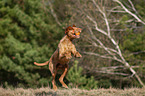 jumping Magyar Vizsla