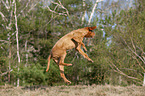 jumping Magyar Vizsla