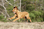 running Magyar Vizsla