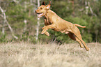 running Magyar Vizsla