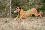 running Magyar Vizsla