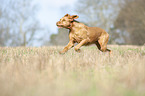 running Magyar Vizsla
