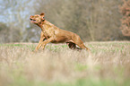 running Magyar Vizsla