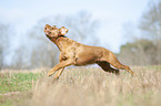running Magyar Vizsla