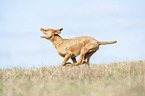 running Magyar Vizsla