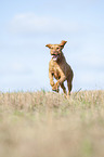 running Magyar Vizsla