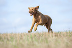 running Magyar Vizsla