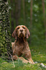 lying Magyar Vizsla