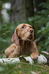 lying Magyar Vizsla