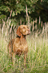 standing Magyar Vizsla