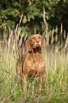 standing Magyar Vizsla