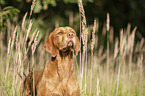 Magyar Vizsla