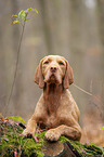 lying Magyar Vizsla