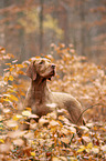 standing Magyar Vizsla