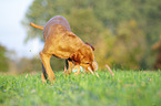 Magyar Vizsla