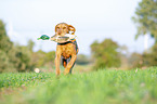 running Magyar Vizsla