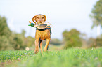 running Magyar Vizsla