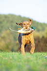 running Magyar Vizsla