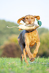 running Magyar Vizsla