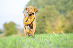 running Magyar Vizsla
