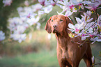 Magyar Vizsla