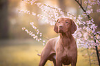 Magyar Vizsla