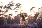 Magyar Vizsla