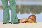 lying Magyar Vizsla