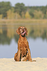 sitting Magyar Vizsla