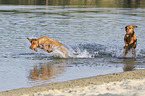 running Magyar Vizsla