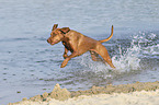 running Magyar Vizsla