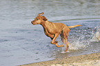 running Magyar Vizsla