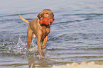 running Magyar Vizsla