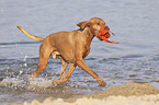 running Magyar Vizsla