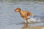 running Magyar Vizsla