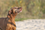 Magyar Vizsla portrait