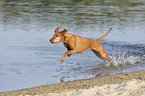 running Magyar Vizsla