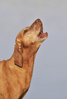 Magyar Vizsla portrait
