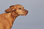 Magyar Vizsla portrait