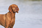 Magyar Vizsla